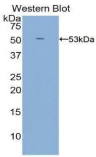 LBP Antibody (aa27-481)
