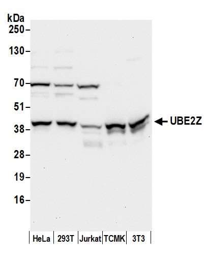 UBE2Z / USE1 Antibody (aa225-275)