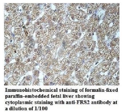 FRS2 Antibody (aa2-193)