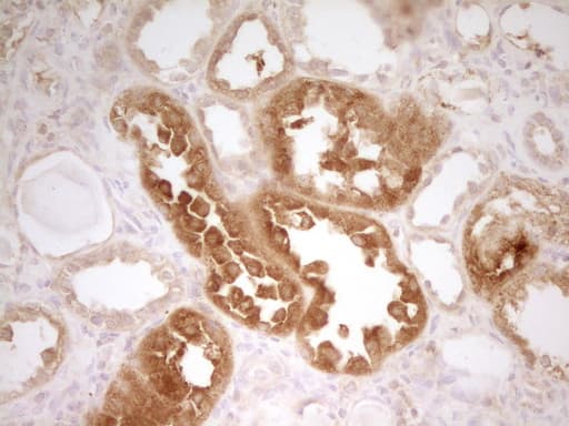 Zfp105 / ZNF35 Antibody (aa1-258, clone OTI3H5)