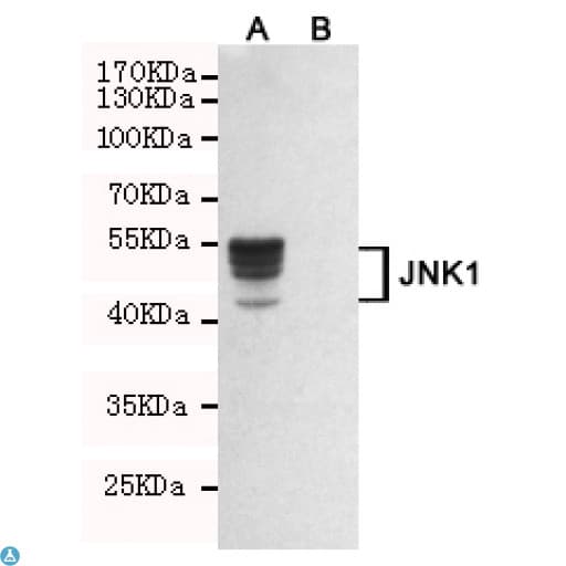 MAPK8 / JNK1 Antibody