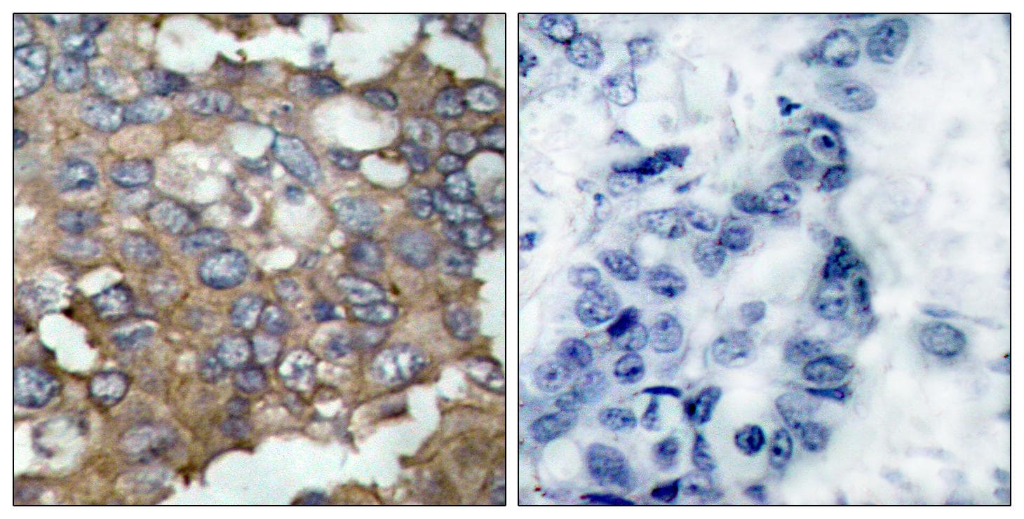 SRC Antibody (p529)