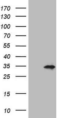 SENP8 Antibody (clone OTI10C11)