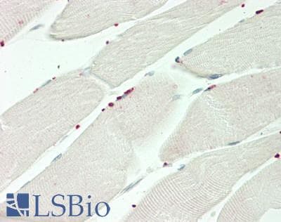 IHC-plus™ PRDM13 Antibody (aa2-36)