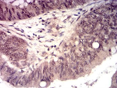HTRA2 / OMI Antibody (clone 6H7A8)