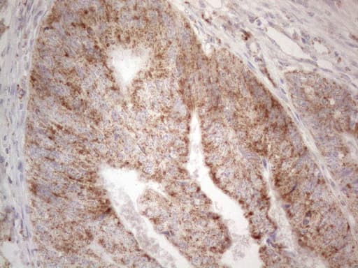 BTG2 Antibody (clone OTI4C10)