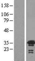 NEDF / VPS24 Protein (Over-Expression Lysate Myc-DDK (Flag))