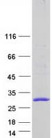 Human CKLFSF4 / CMTM4 Protein (Recombinant Myc-DDK (Flag))