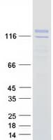 Human SYTL2 / SLP2 Protein (Recombinant Myc-DDK (Flag))