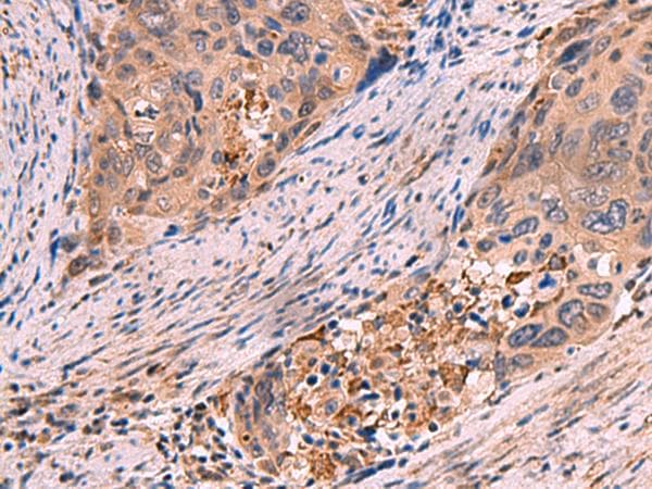 SHC4 Antibody