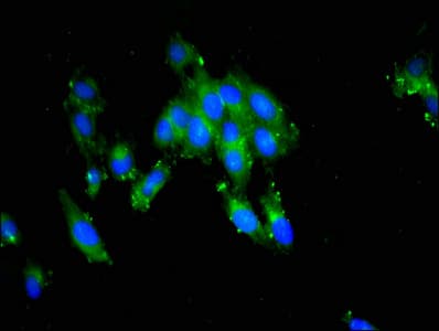 PTTG1IP / PBF Antibody