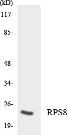 RPS8 / Ribosomal Protein S8 Antibody (aa103-152)