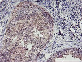 TMEFF2 Antibody (clone OTI1F9)