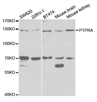 PTPRA / RPTP-Alpha Antibody