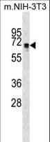 Polyclonal Rabbit anti-Human NDOR1 Antibody (aa207-234, WB)