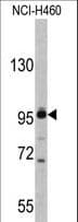 XPOT / Exportin-T Antibody (aa935-962)