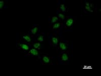 BTAF1 / TAF-172 Antibody (clone BTA3D61)