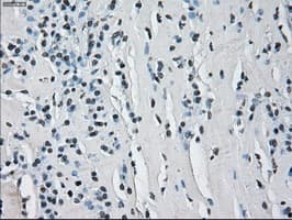 HSD17B10 / HADH2 Antibody (clone OTI11A2, Carrier-free)
