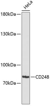 TEM1 / CD248 Antibody
