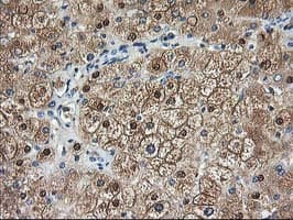ACY1 / Aminoacylase 1 Antibody (clone OTI1D4)