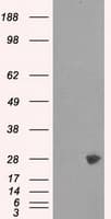 PSMA7 Antibody (clone OTI8F9)