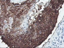 SRPRB Antibody (clone OTI1D9)