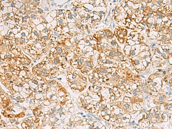 SH3YL1 Antibody