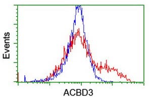 GCP60 / ACBD3 Antibody (clone OTI1B5)