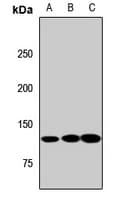 MYO5B / Myosin VB Antibody