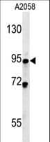 SMPD4 Antibody (aa80-108)