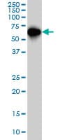 Monoclonal Mouse anti-Human SMAD4 Antibody (clone 3B9, IF, WB)