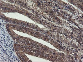 CRYZL1 Antibody (clone OTI1H11)