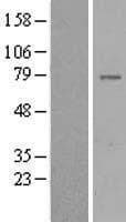 GIMAP8 Protein (Over-Expression Lysate Myc-DDK (Flag))