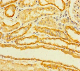TMEM120B Antibody