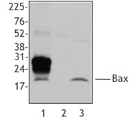 PathPlus™ BAX Antibody (clone 6A7)