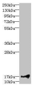 Polyclonal Rabbit anti-Human LITAF Antibody (IHC, WB)