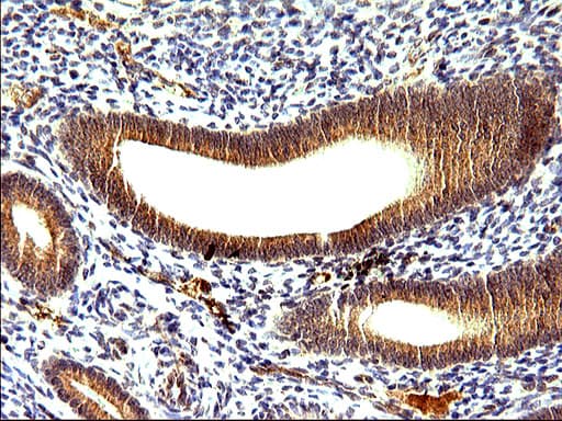 SHBG Antibody (clone OTI1H10)