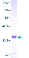Human ABRACL Protein (Recombinant GST)