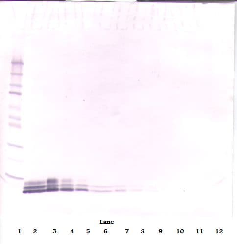 EGF Antibody