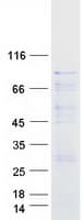 Human RAF1 / RAF Protein (Recombinant Myc-DDK (Flag))