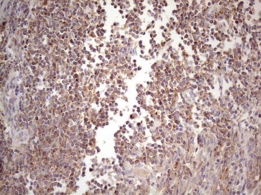 CIAPIN1 / Anamorsin Antibody (aa97-312, clone OTI3A4)