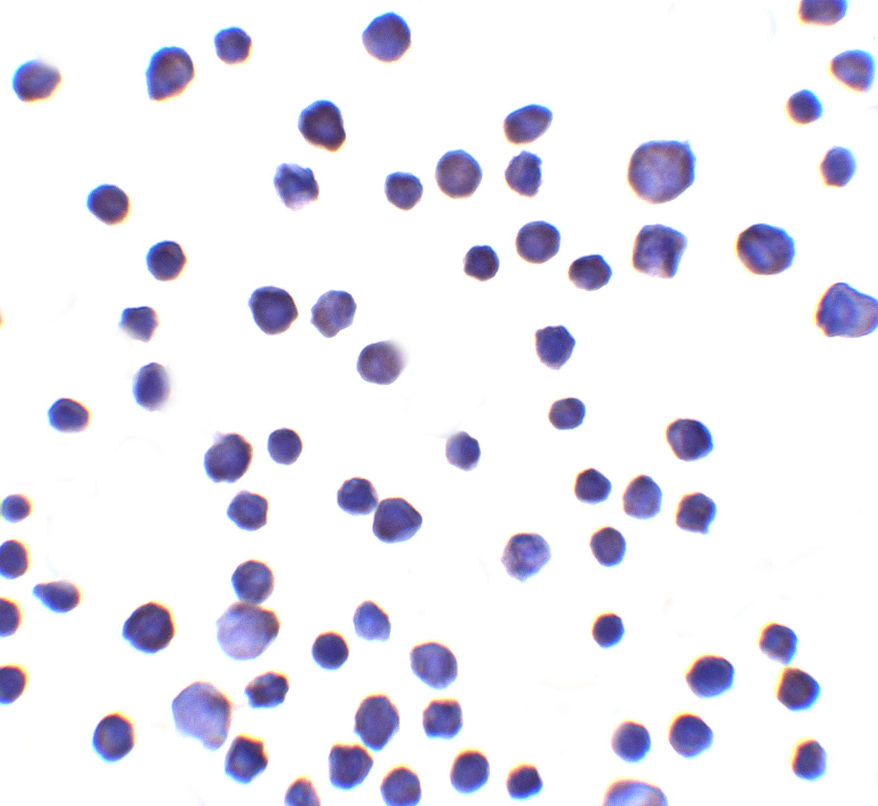 IHC-plus™ RNF121 Antibody