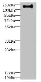 ERBB2IP / Erbin Antibody
