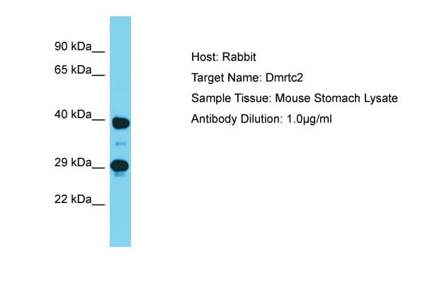 DMRTC2 Antibody (aa280-329)