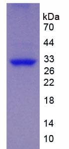 Pig BDNF Protein (Recombinant His)