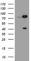 CAPN2 / Calpain 2 / M-Calpain Antibody (clone OTI3G1)