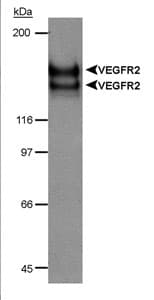 KDR / VEGFR2 / FLK1 Antibody (Internal, Biotin)