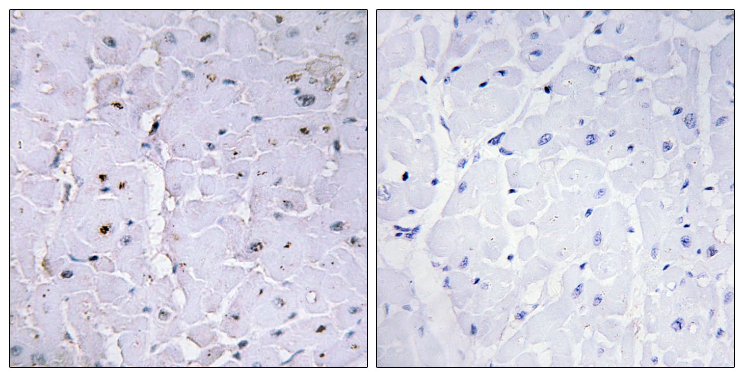 PIN1 Antibody (phospho-Ser16)