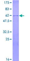 Human ELAVL3 / HUC Protein (Recombinant GST)