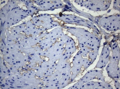 ADH5 Antibody (aa1-266, clone OTI10A10)